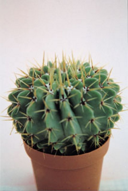 Notocactus Buiningii.jpg